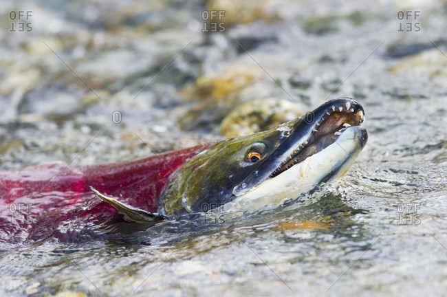 Red salmon (Oncorhynchus nerka) with mouth open in Paxson, Alaska