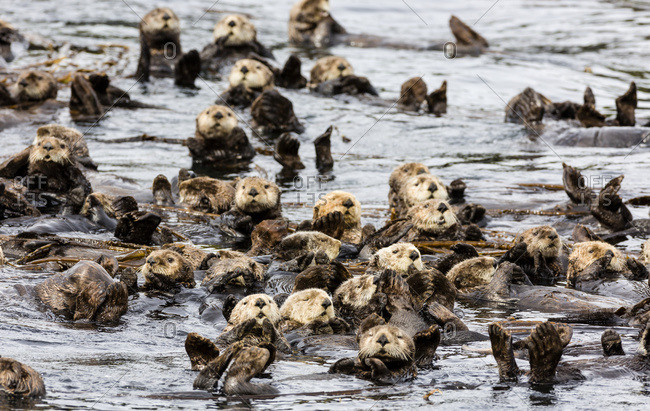 Raft of Sea Otters floating among kelp near Koniuji Island in Kupreanof Strait, Kodiak Island, Alaska