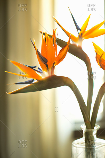 Vase with bird of paradise flowers