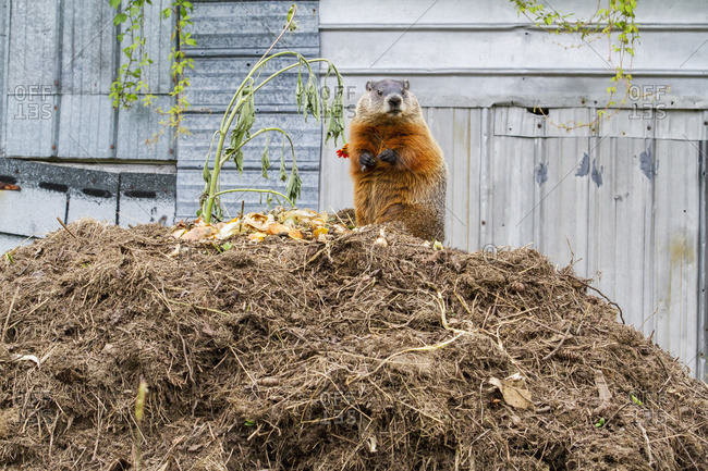 Marmot (Marmota monax) feeding on a pile of compost in Quebec, Canada