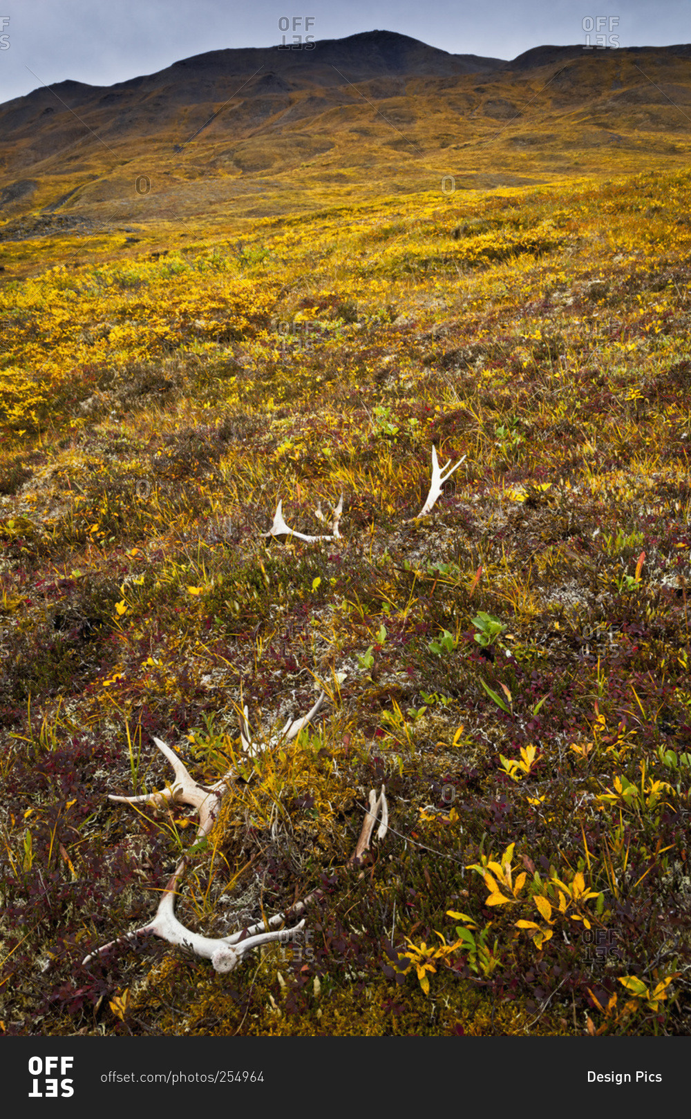 Caribou Antlers in autumn tundra, Gates of The Arctic National Park and