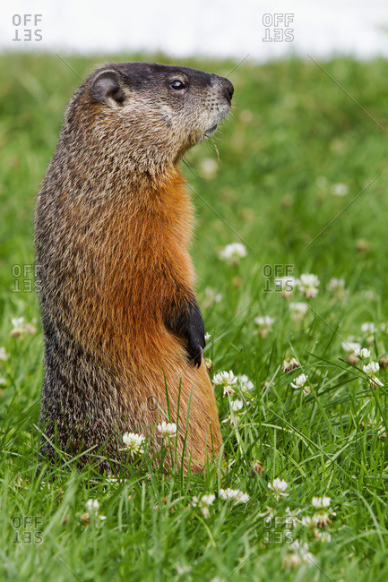 Marmot (Marmota monax) standing in a garden in Quebec, Canada