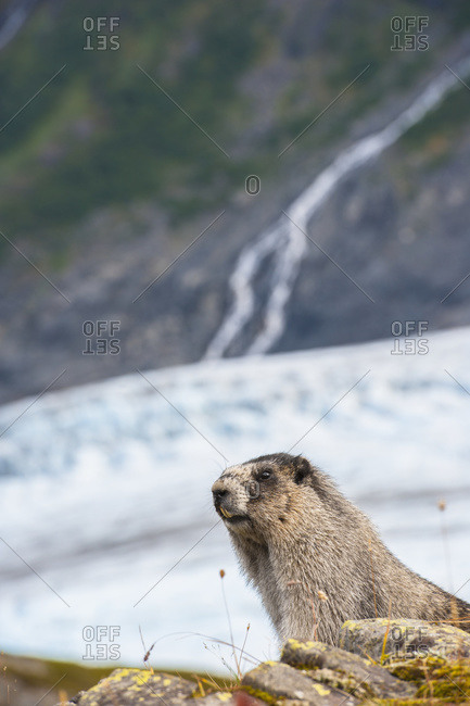 Hoary Marmot with Exit Glacier in the background at Kenai Fjords National Park, Alaska