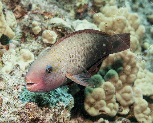 bullethead parrotfish