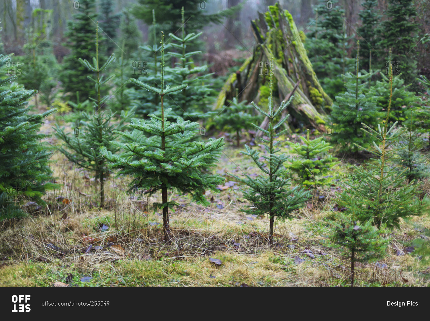 christmas tree farm in langley british columbia canada christmas tree farm in langley british columbia canada