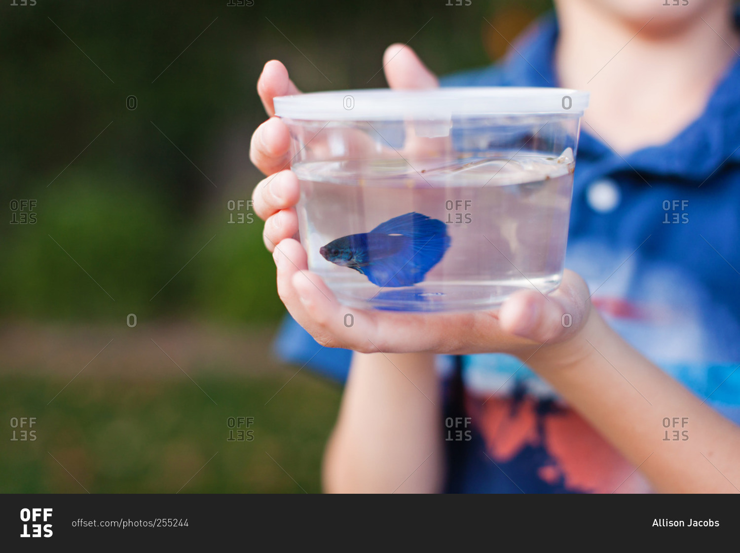 betta fish in plastic container