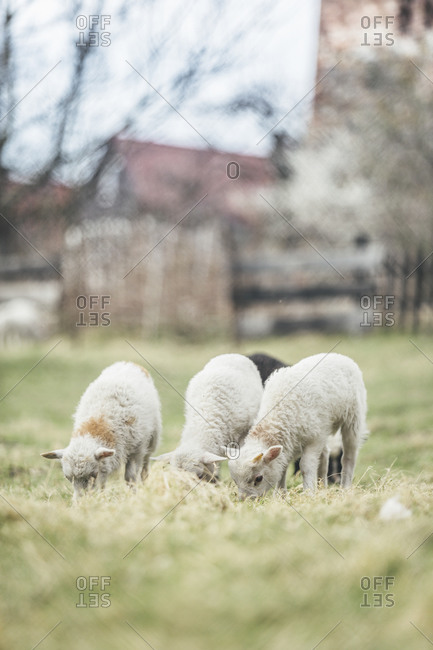 Three grazing lambs - Offset Collection