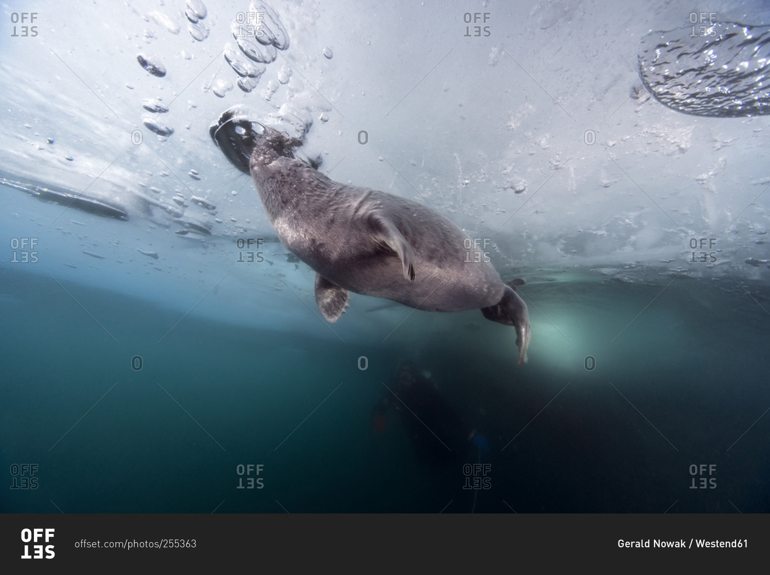 Ice diver with Baikal seal under water, Lake Baikal