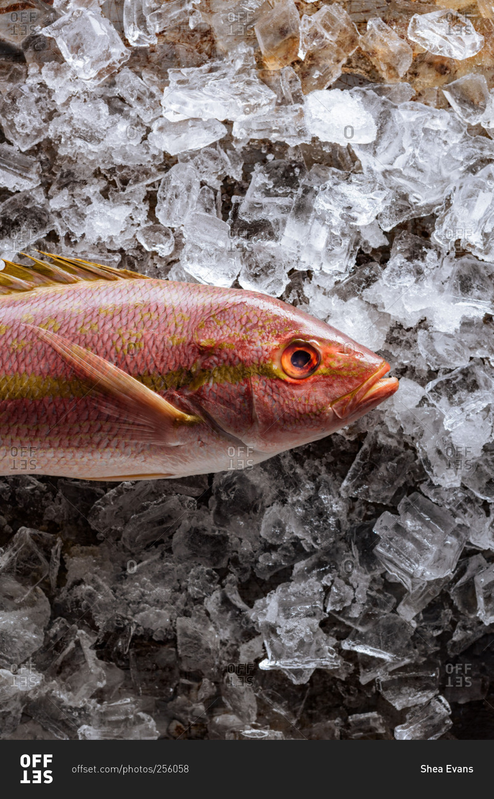 Red snapper fish on ice