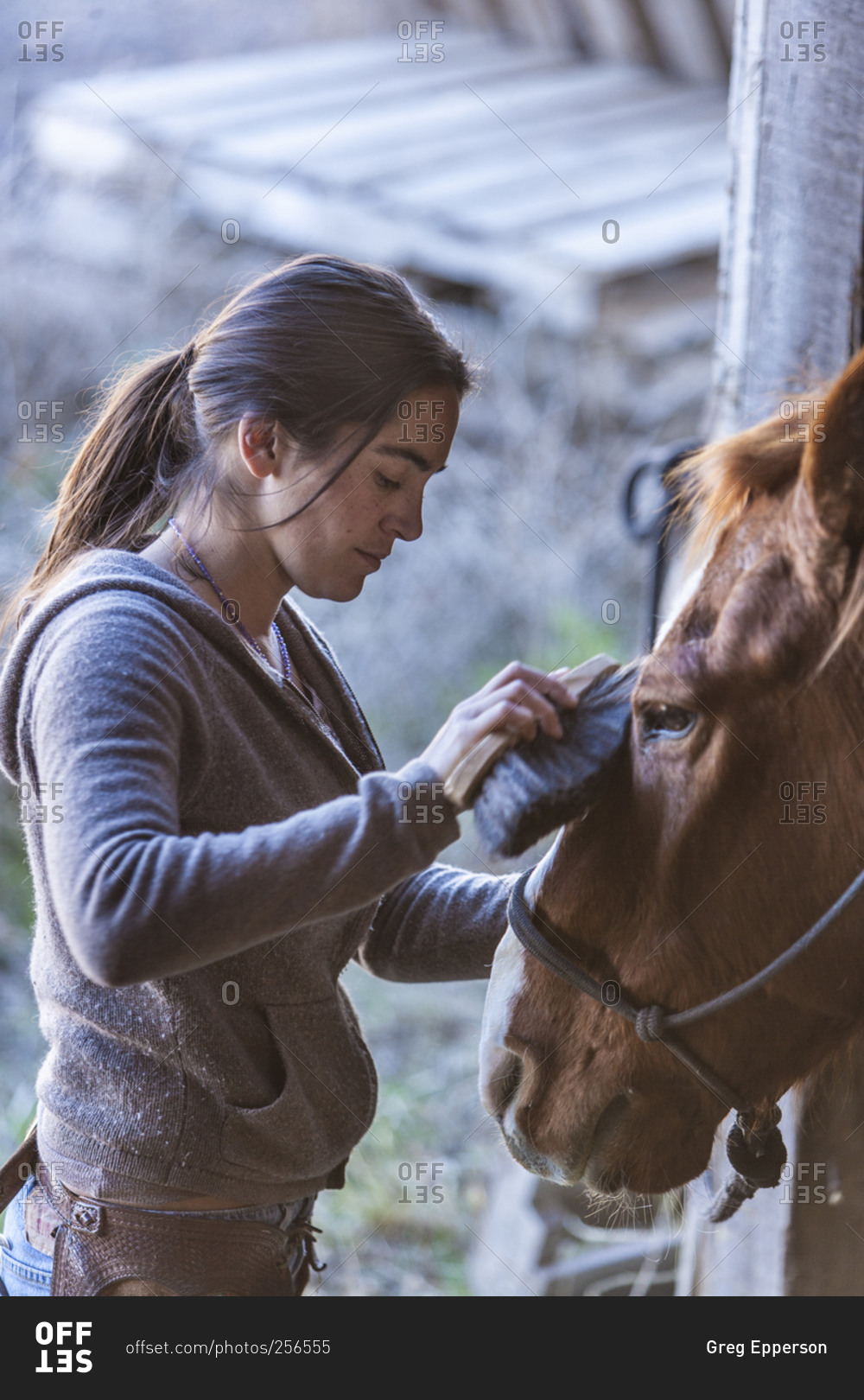 Horse wrangler grooming a horse