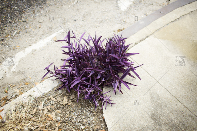 Purple heart plant growing on curb