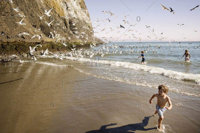 Little boy running on beach by flock of birds