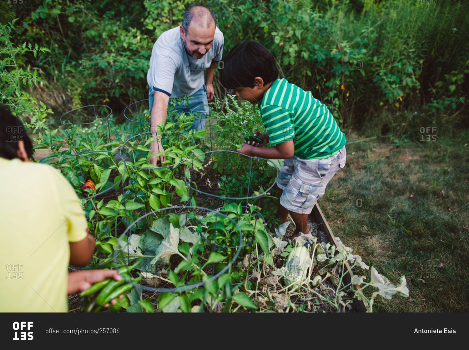 Little boy helping his father pick vegetables from a garden