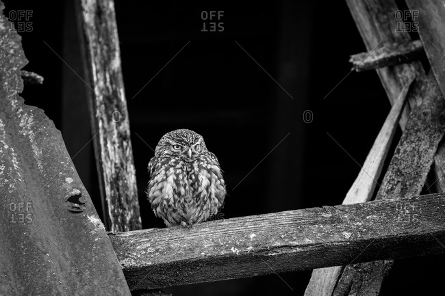 Owl perched in an old barn