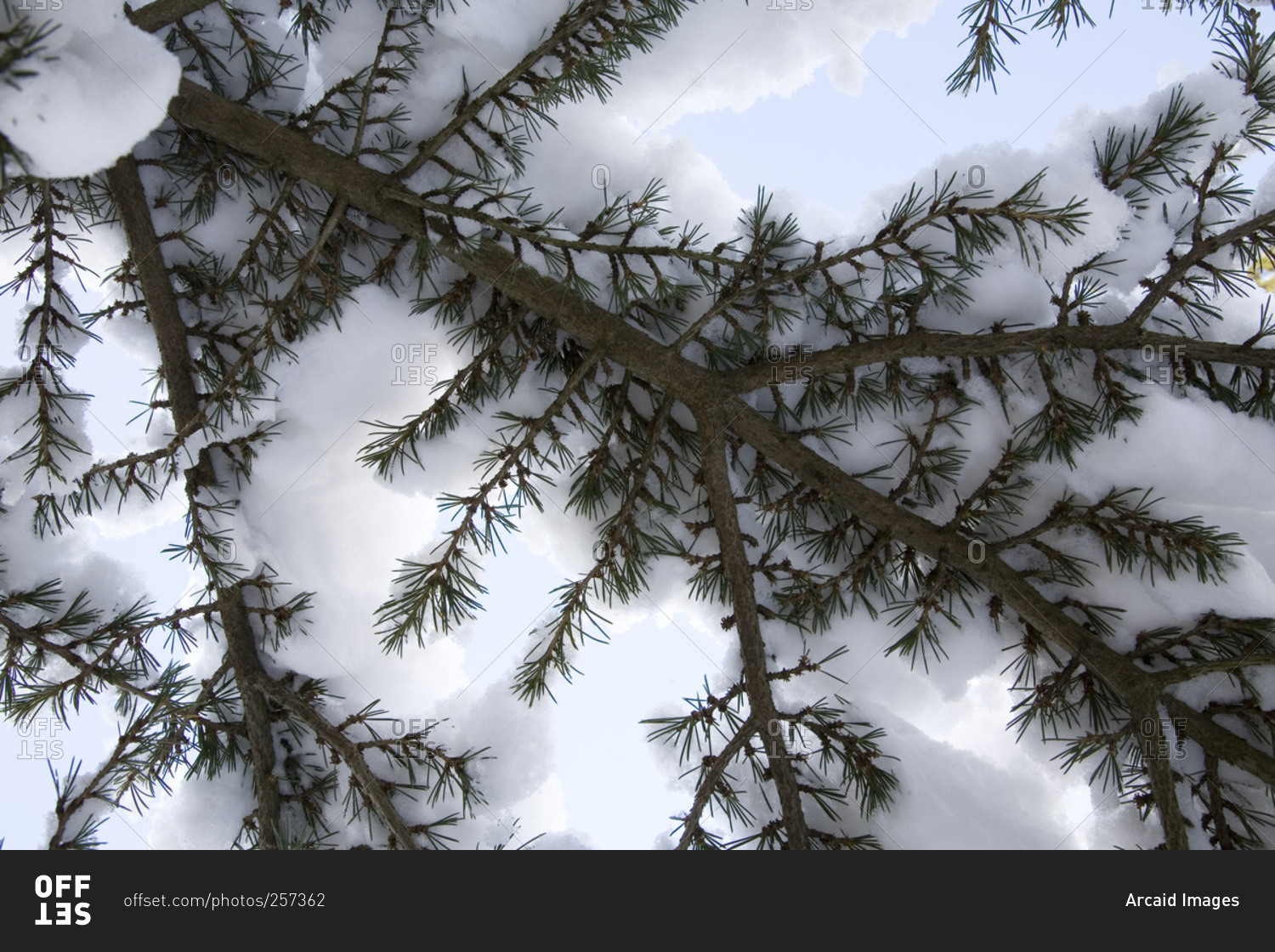 Low angle view of tree branches covered in snow