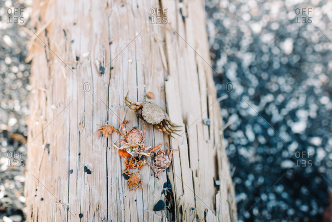 Crab shells on a log