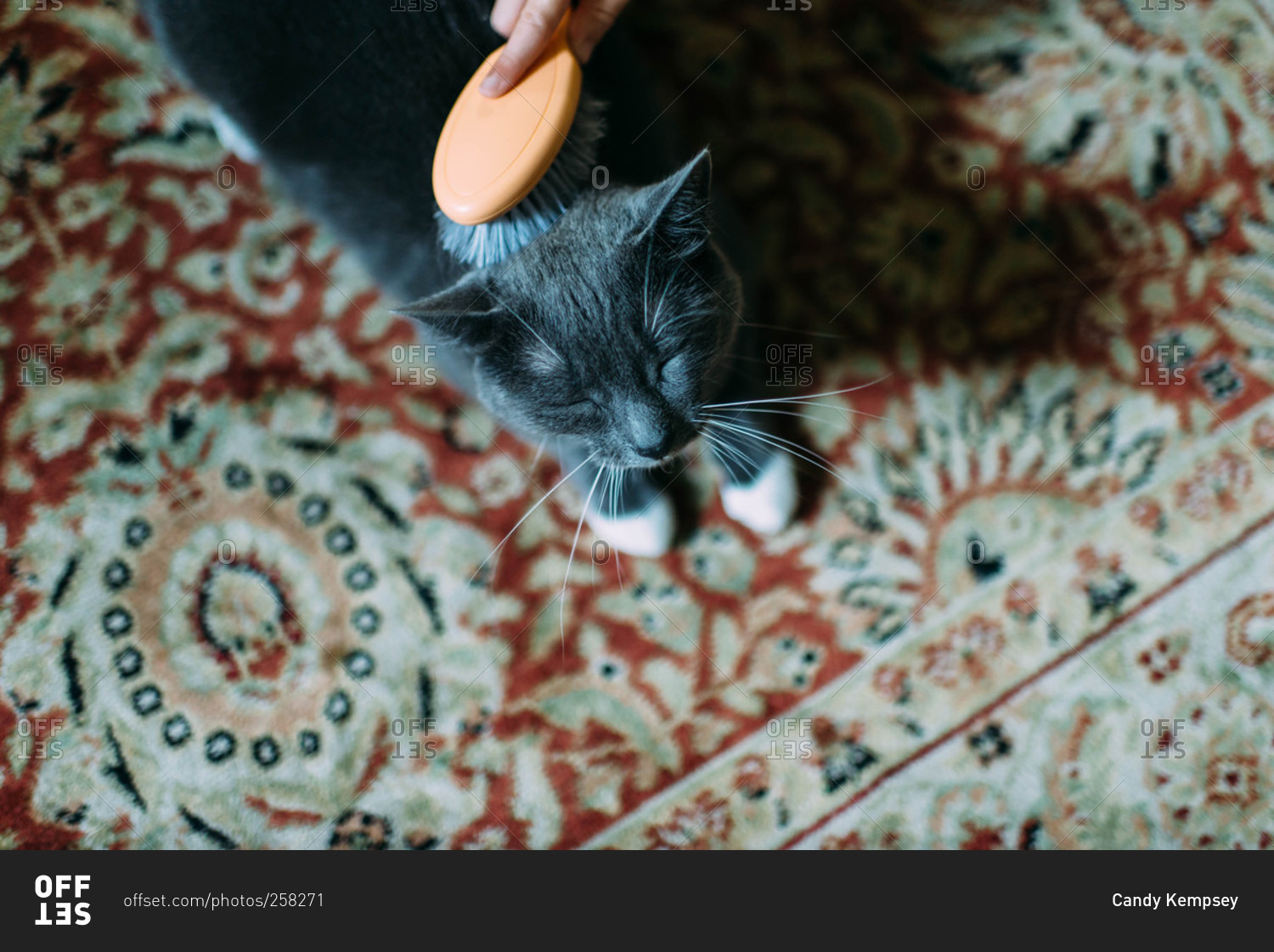 A cat enjoys a brushing