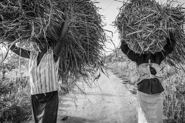 Omel, Uganda - March 4, 2015: Women carrying bundles of straw on their heads