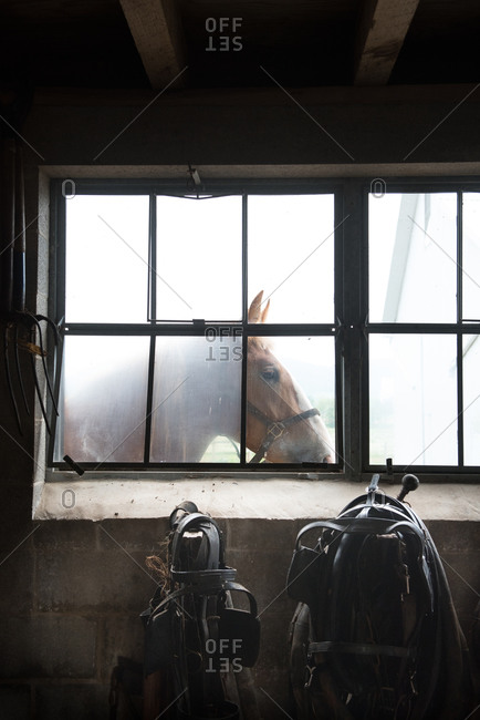 Horse seen through a barn window