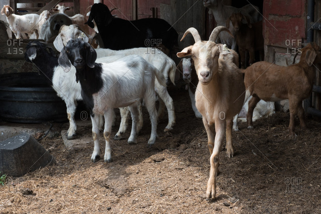 Goats in a barnyard