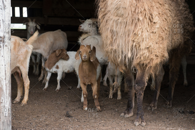 Baby goat standing next to an alpaca