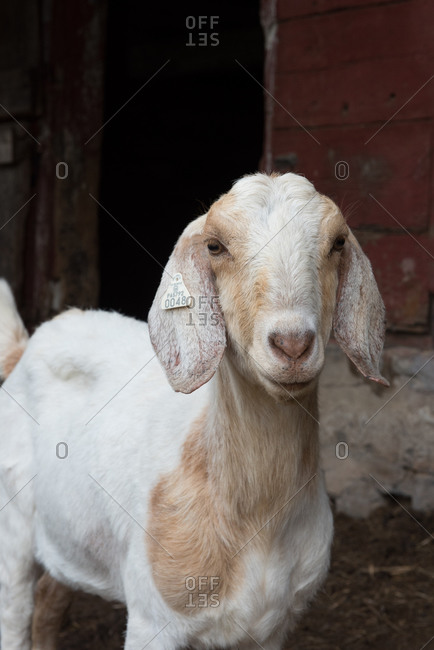 White and brown goat in a barnyard