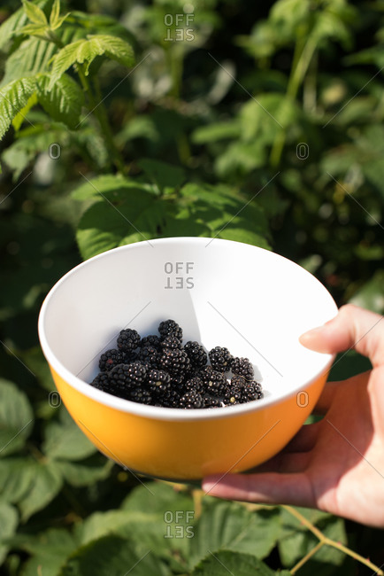 Bowl of fresh-picked blackberries