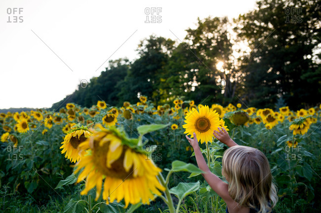 Young girl touching the petals of a sunflower on farm
