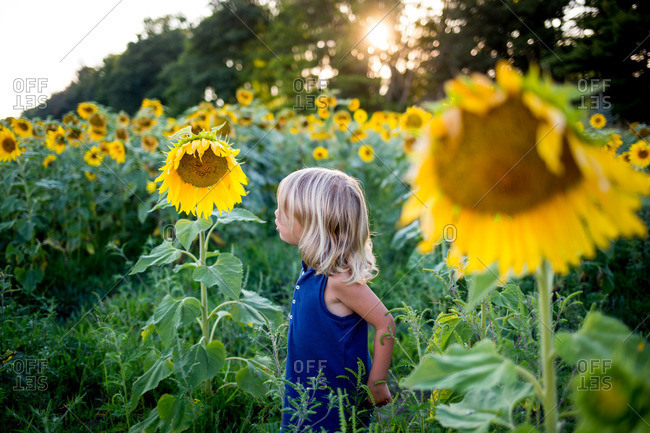 Little girl looking at a sunflower on a farm