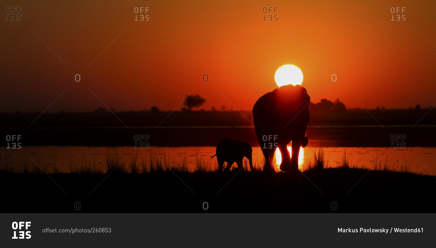 Elephant with young animal on Chobe river at sunset, Botswana