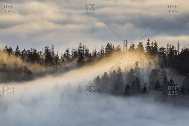 Firs in heavy fog in the evening, Harz National Park