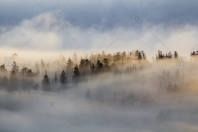 Firs in heavy fog in the evening, Harz National Park