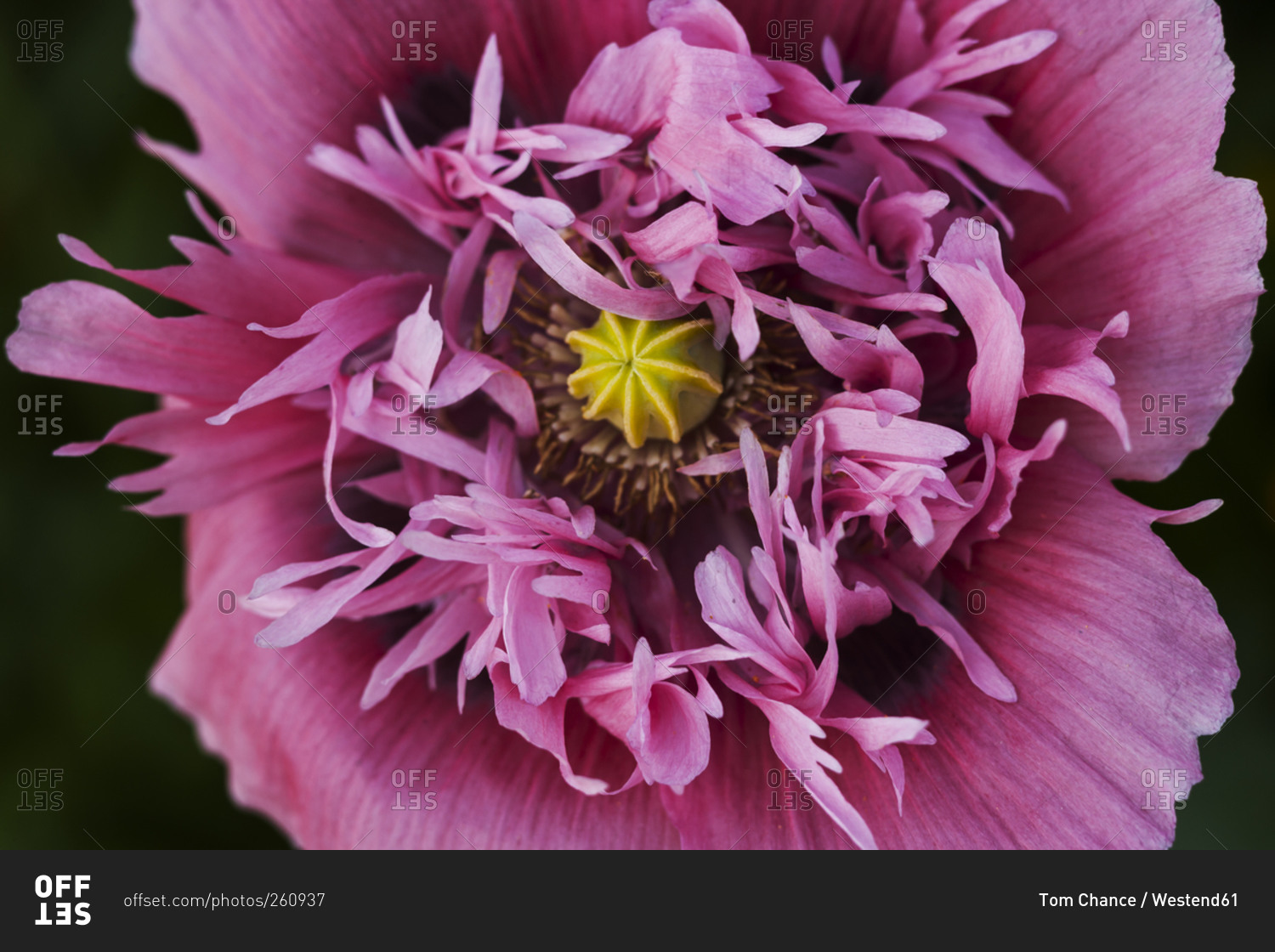 Pink poppy, close-up