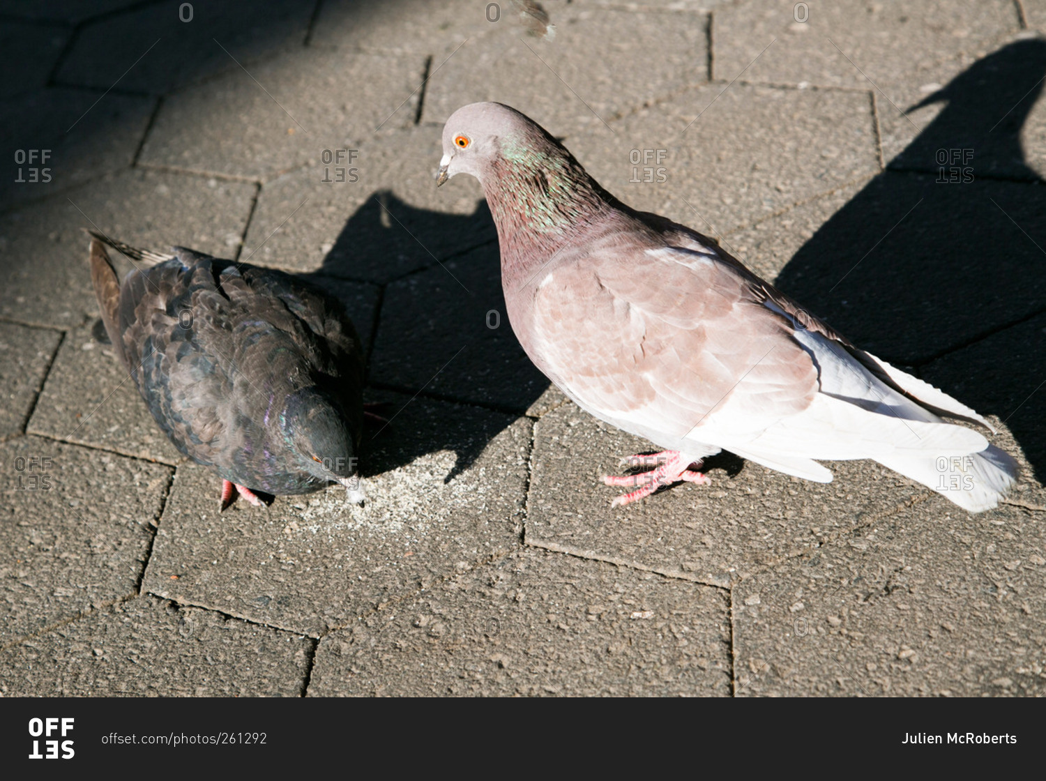Pigeons in New York City