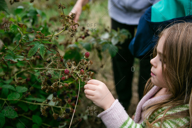 Girl picking wild blackberries
