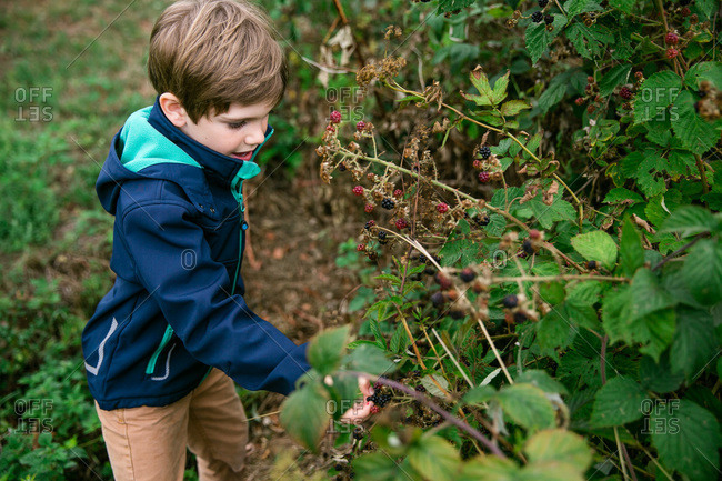 Boy picking blackberries from vines