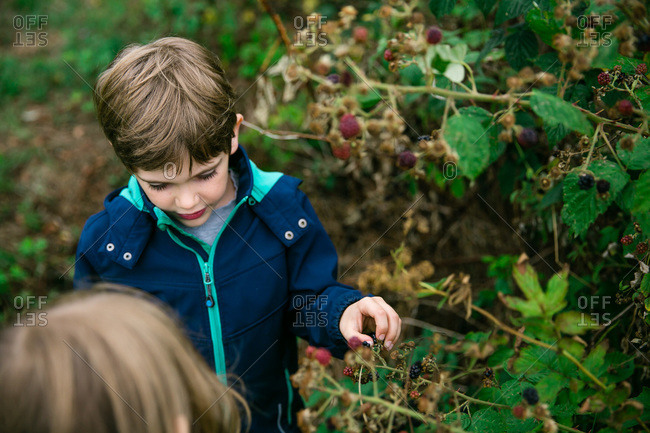 People picking raspberries from vines