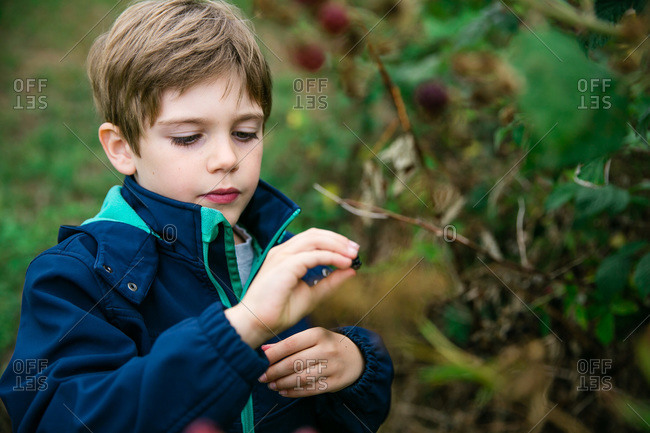 Young boy picking blackberries