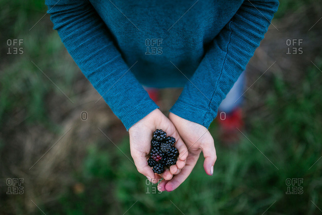 Overhead view of young child holding freshly picked blackberries