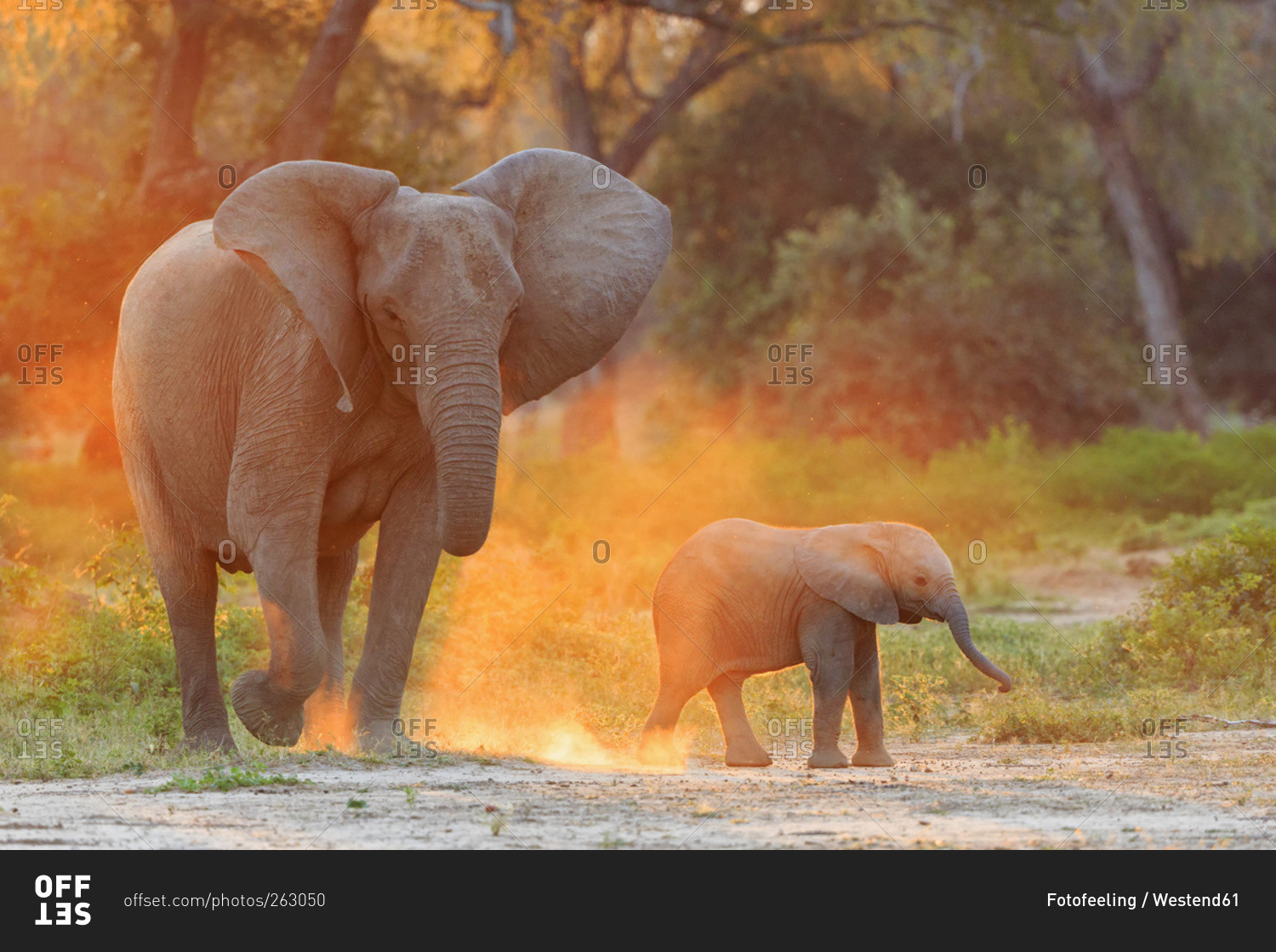 Cow elephant with baby elephant