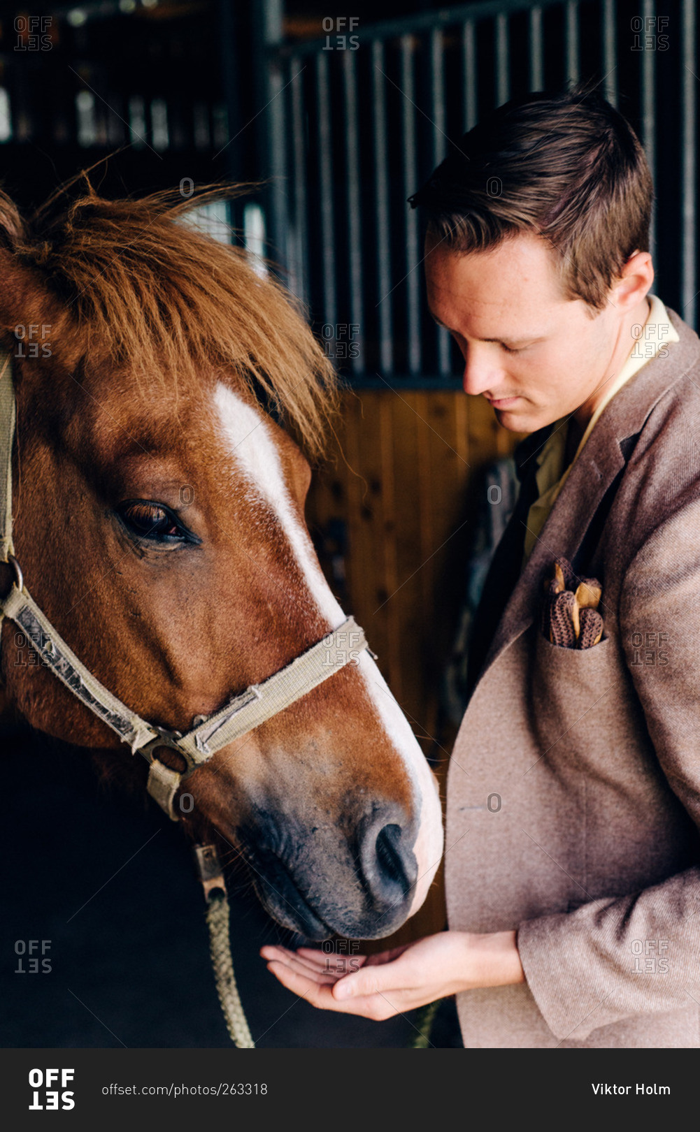 Young man holding his hand under a horses muzzle