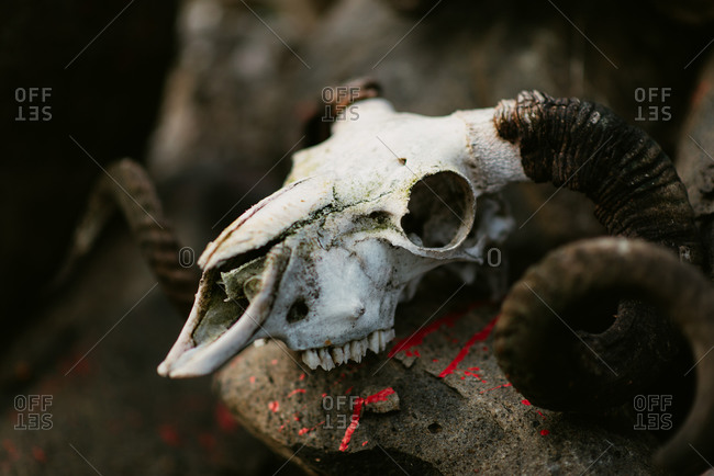 Horned animal skull on a rock stock photo - OFFSET