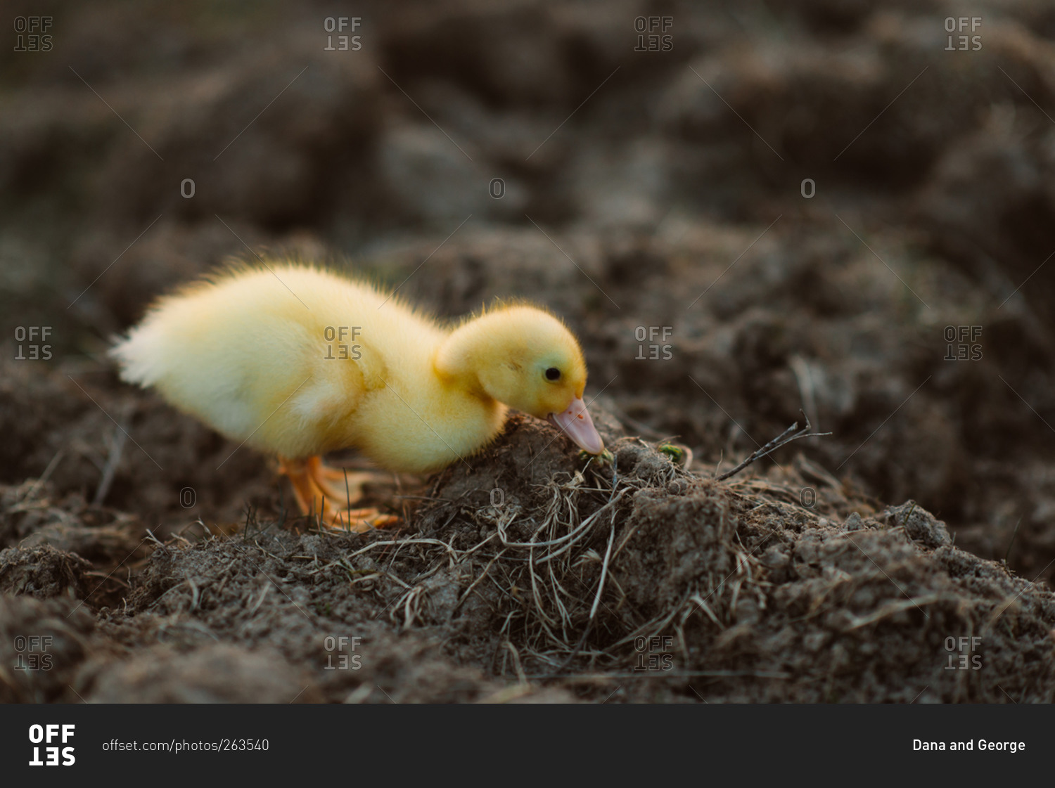 Baby duckling walking in dirt