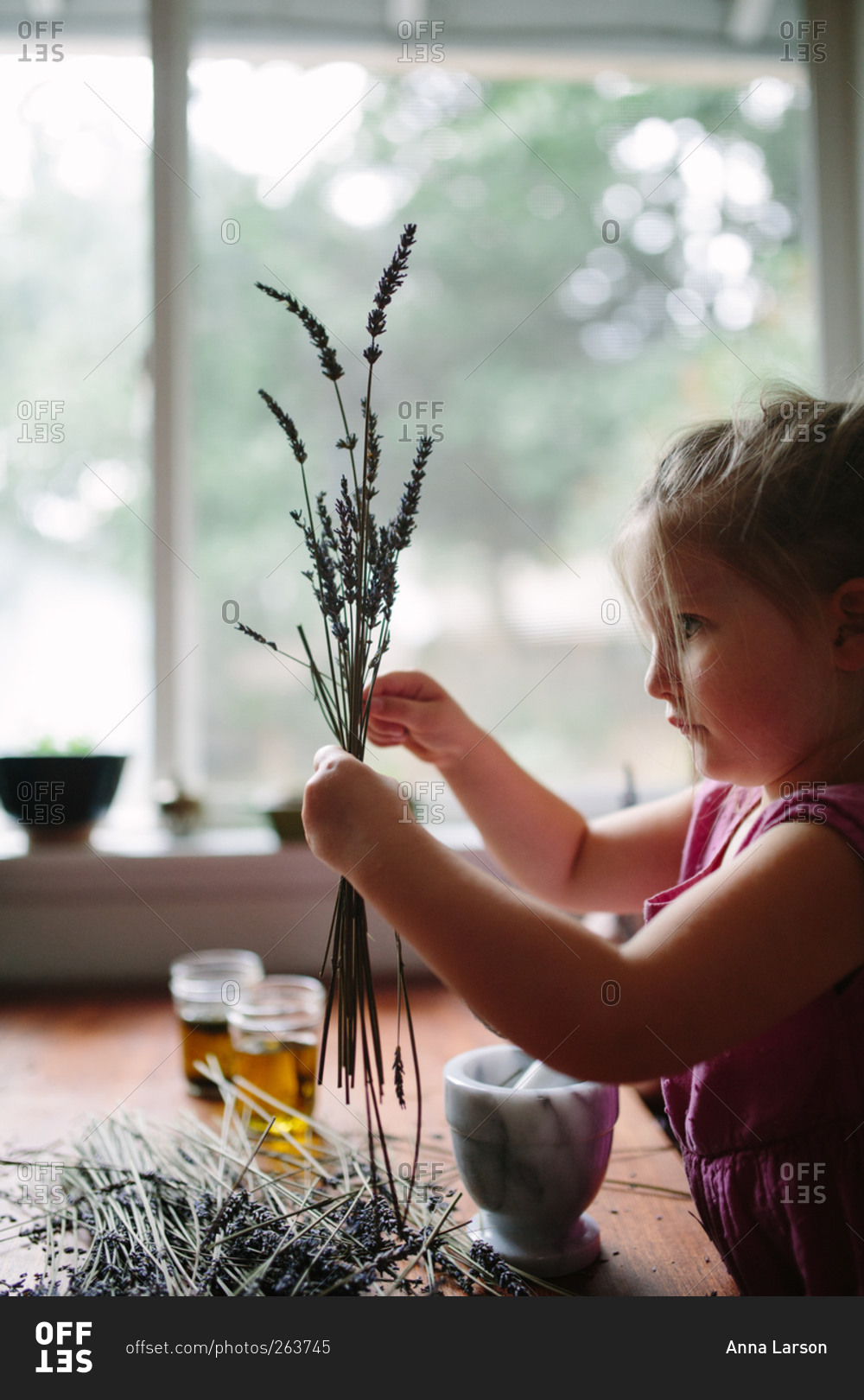 Young girl gathering stems of dried lavender to make scented oil at kitchen table
