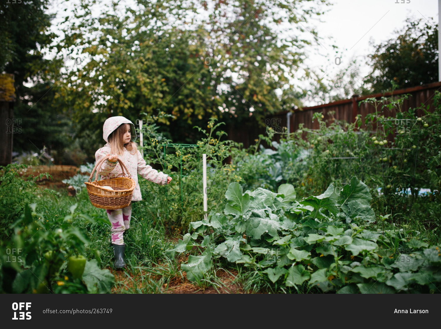 Girl with basket harvesting crops in vegetable garden