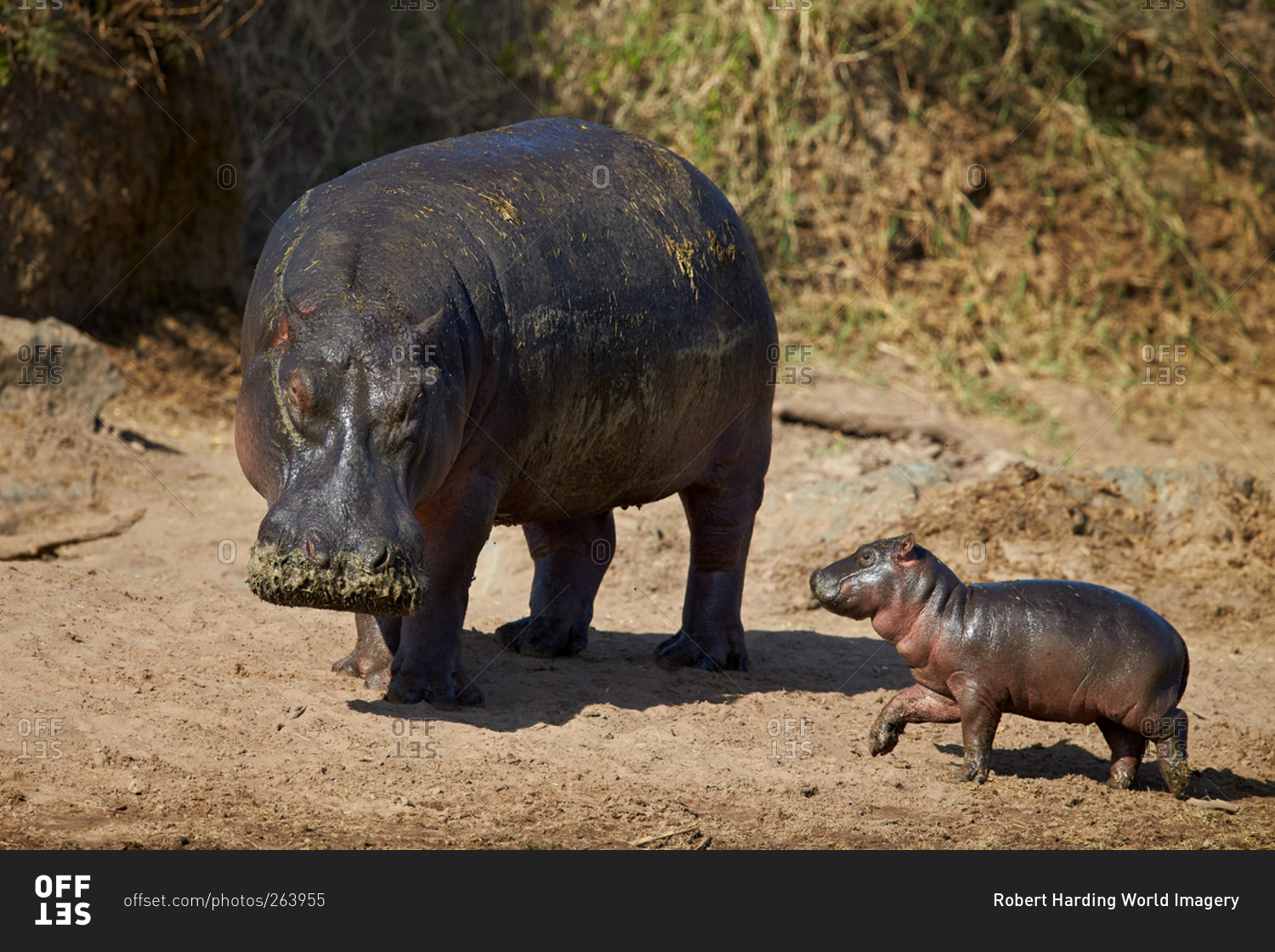 Hippopotamus (Hippopotamus amphibius) mother and baby out of the water, Serengeti National Park, Tanzania