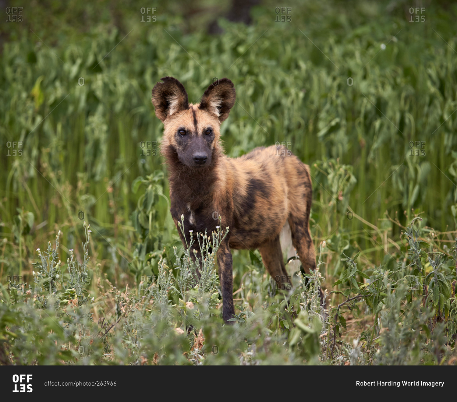 African Wild Dog, African Hunting Dog, or Cape Hunting Dog (Lycaon pictus), Ngorongoro Conservation Area, Serengeti, Tanzania