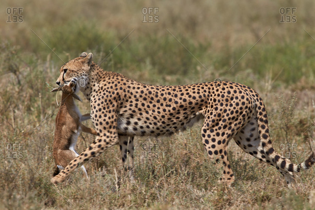 Cheetah (Acinonyx jubatus) carrying a Thomson's Gazelle (Gazella thomsonii) calf, Serengeti National Park, Tanzania