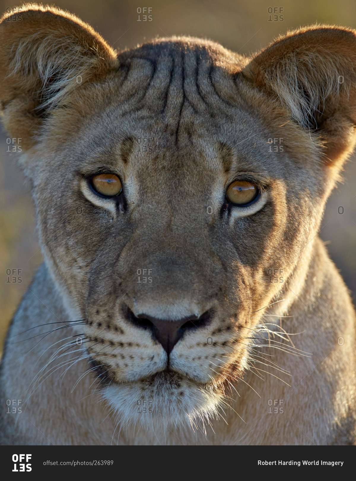Lioness (Panthera leo), Kgalagadi Transfrontier Park (encompassing the former Kalahari Gemsbok National Park), South Africa