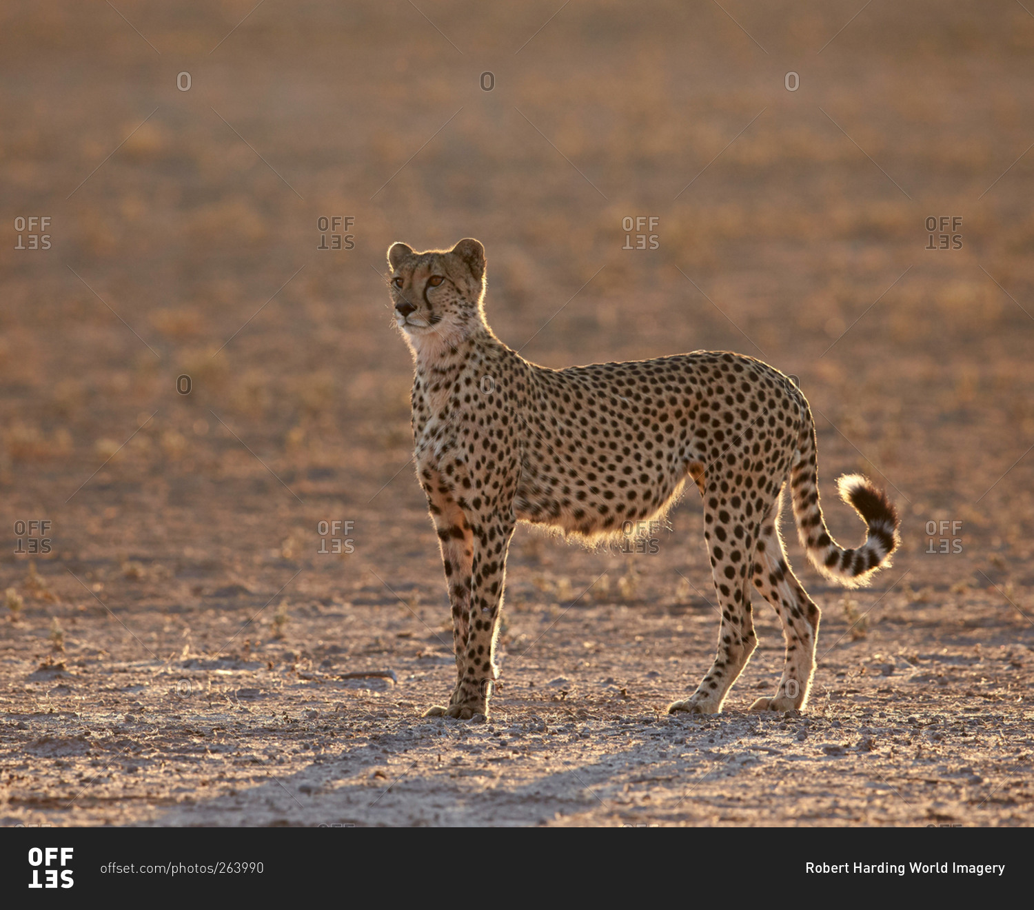 Cheetah (Acinonyx jubatus) backlit on the dry Auob River, Kgalagadi Transfrontier Park (encompassing the former Kalahari Gemsbok National Park), South Africa